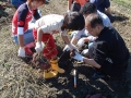 いも掘り大会写真
