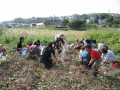 いも掘り大会2006写真