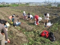 いも掘り大会2006写真