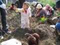 いも掘り大会2006写真