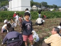 いも掘り大会2006写真