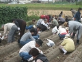 いもほり大会2007年写真