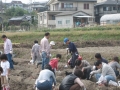 いもほり大会2007年写真