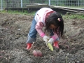 いもほり大会2007年写真