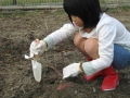 いもほり大会2007年写真