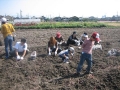 いも掘り大会2008写真