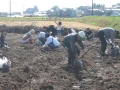いも掘り大会2008写真