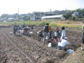 いも掘り大会2008写真