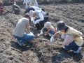 いも掘り大会2008写真
