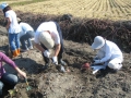 いも掘り大会2008写真