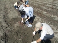 いも掘り大会2008写真