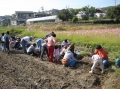 いも掘り大会2008写真