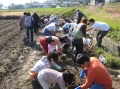 いも掘り大会2008写真