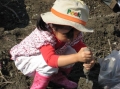 いも掘り大会2008写真