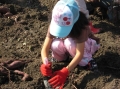 いも掘り大会2008写真