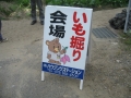 いもほり大会2009年写真