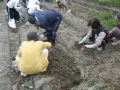 いもほり大会2009年写真