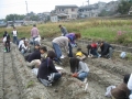 いもほり大会2009年写真