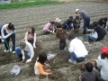 いもほり大会2009年写真