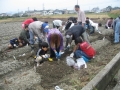 いもほり大会2009年写真