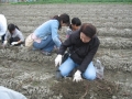 いもほり大会2009年写真