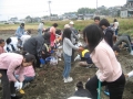 いもほり大会2009年写真