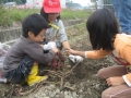 いもほり大会2009年写真