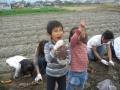 いもほり大会2009年写真