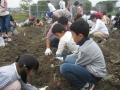 いもほり大会2009年写真