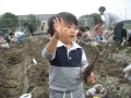 いもほり大会2009年写真