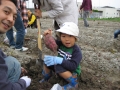 いもほり大会2009年写真