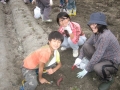 いもほり大会2009年写真